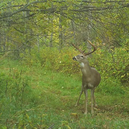 Alberta Whitetail Deer Hunt with Wolf-Creek Outfitters