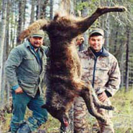 Alberta Wolf  Hunts